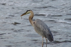 2009-heron-cropped-small